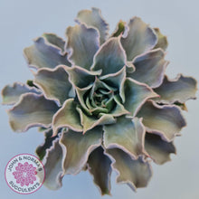 Load image into Gallery viewer, Echeveria Madiba - Pink Lips - John &amp; Norma&#39;s Succulents
