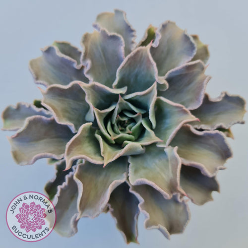 Echeveria Madiba - Pink Lips - John & Norma's Succulents