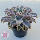 Echeveria 'Madiba' - Pink Lips