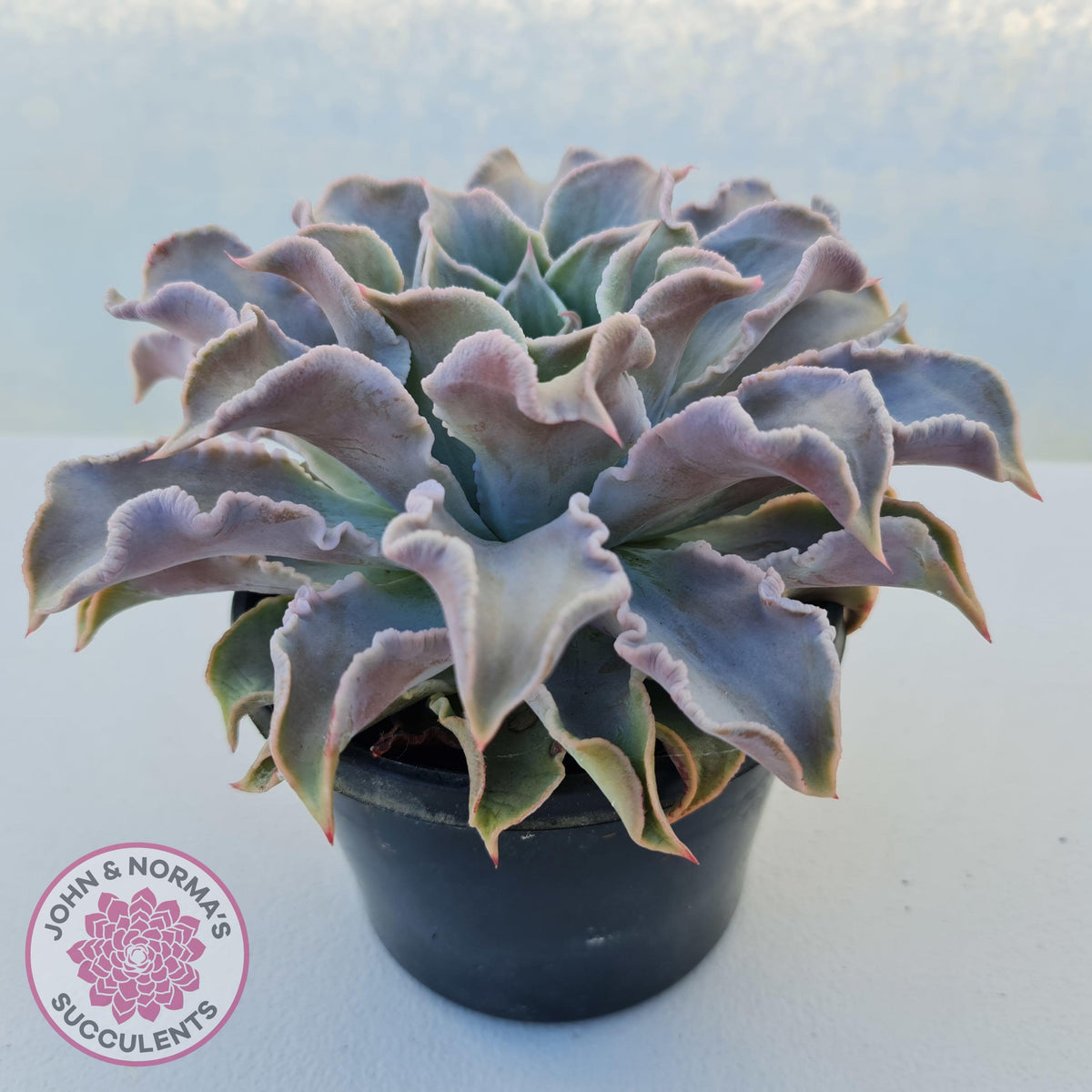 Echeveria 'Madiba' - Pink Lips