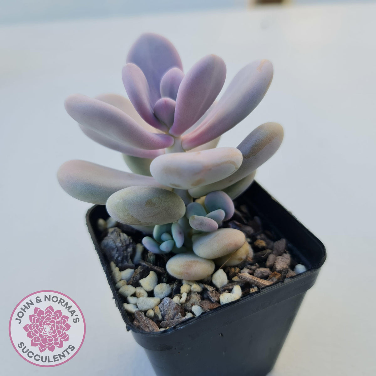 Graptopetalum amethystinum - Lavender Pebbles