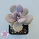 Graptopetalum amethystinum - Lavender Pebbles