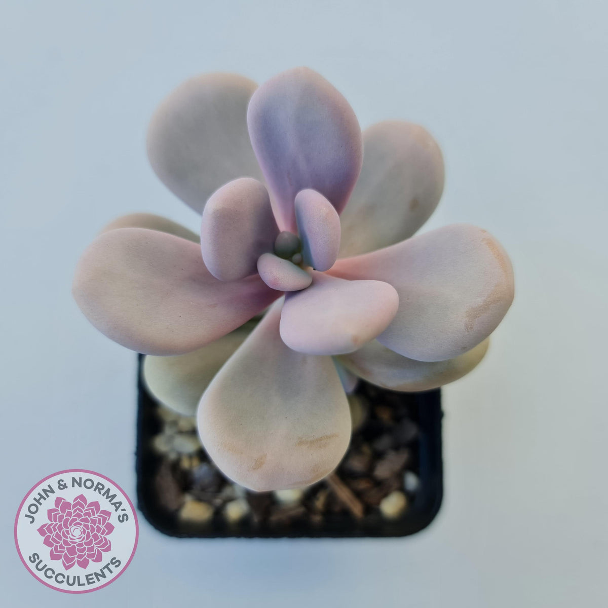 Graptopetalum amethystinum - Lavender Pebbles