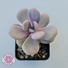 Load image into Gallery viewer, Graptopetalum amethystinum - Lavender Pebbles - John &amp; Norma&#39;s Succulents
