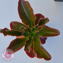 Load image into Gallery viewer, Echeveria fimbriata - 100mm Large - John &amp; Norma&#39;s Succulents
