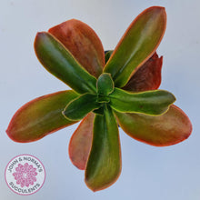 Load image into Gallery viewer, Echeveria fimbriata - 100mm Large - John &amp; Norma&#39;s Succulents
