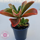 Echeveria fimbriata - 100mm Large