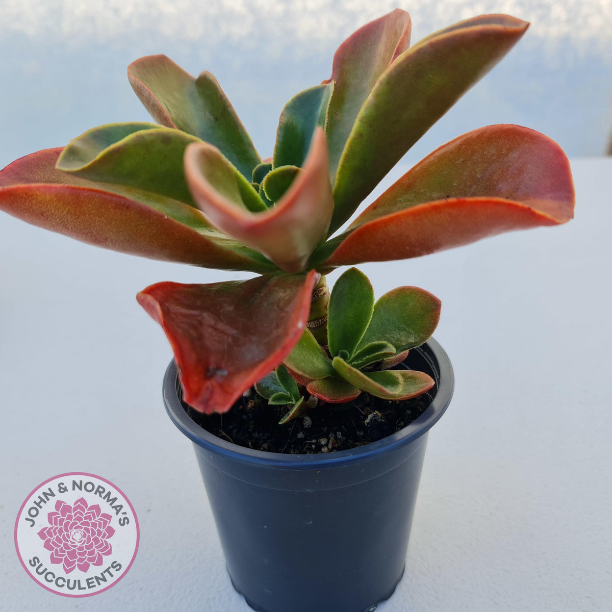 Echeveria fimbriata - 100mm Large