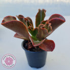 Echeveria fimbriata - 100mm Large