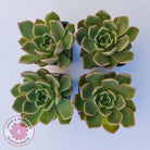 Echeveria Agavoides Mira - Lg
