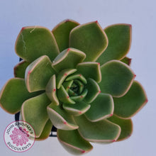 Load image into Gallery viewer, Echeveria Agavoides Mira - John &amp; Norma&#39;s Succulents
