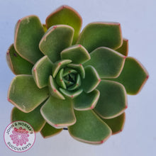 Load image into Gallery viewer, Echeveria Agavoides Mira - John &amp; Norma&#39;s Succulents
