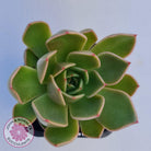 Echeveria Agavoides Mira - Lg
