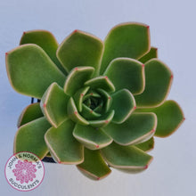 Load image into Gallery viewer, Echeveria Agavoides Mira - John &amp; Norma&#39;s Succulents
