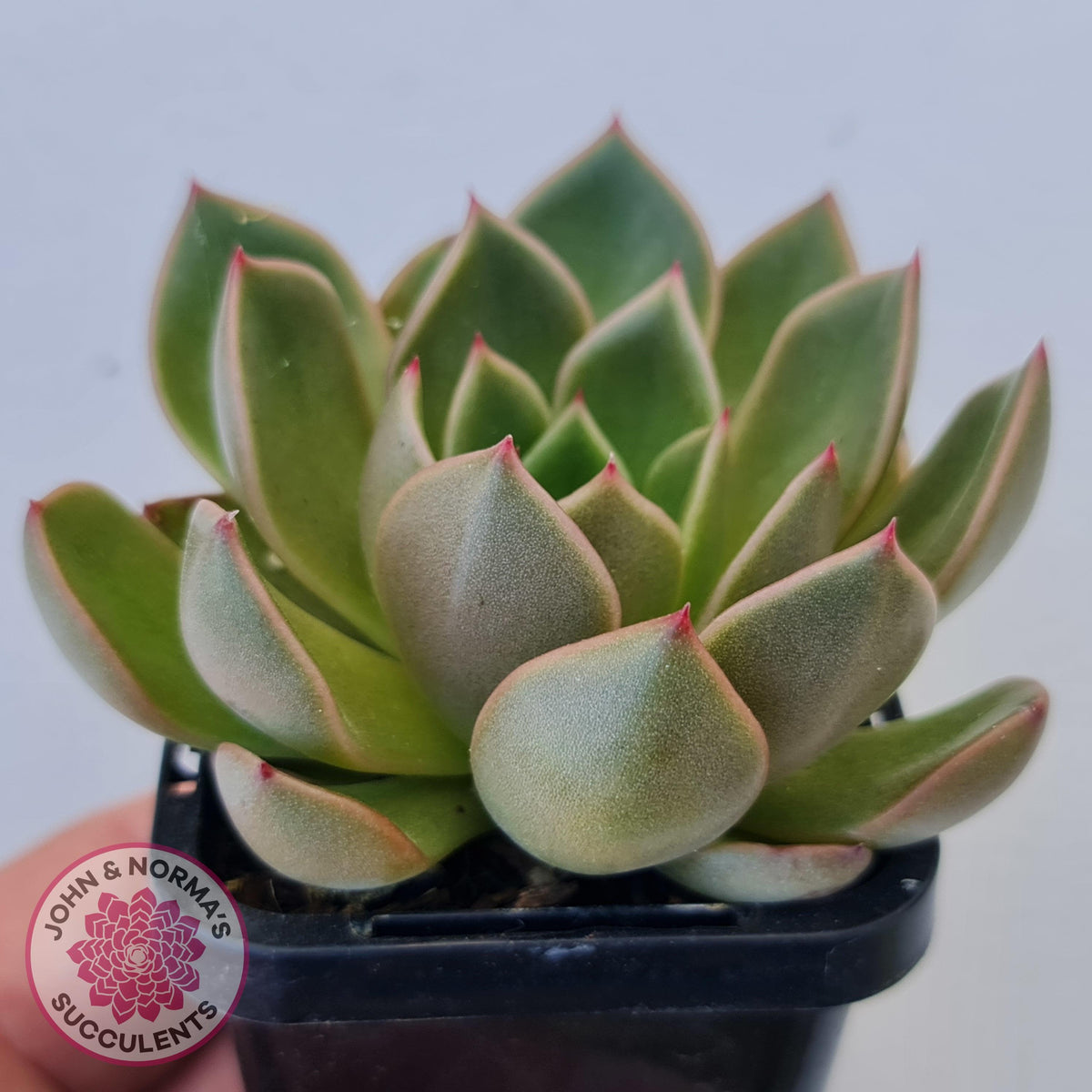Echeveria Agavoides Mira - Lg
