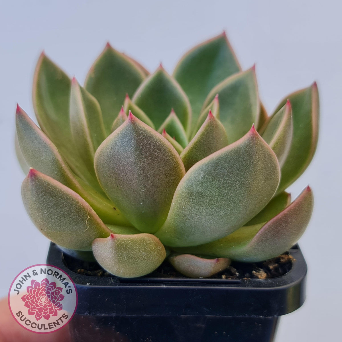 Echeveria Agavoides Mira - Lg