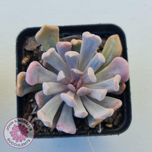 Load image into Gallery viewer, Graptoveria Topsy Debbie &#39;Lilac Spoons&#39; - John &amp; Norma&#39;s Succulents
