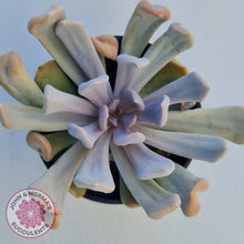 Load image into Gallery viewer, Graptoveria Topsy Debbie &#39;Lilac Spoons&#39; - John &amp; Norma&#39;s Succulents
