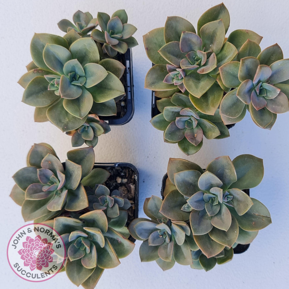 Echeveria Chroma