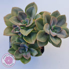 Echeveria Chroma