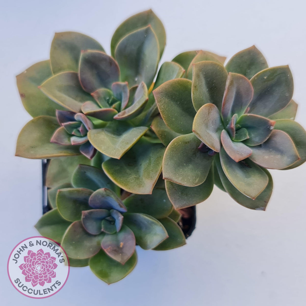 Echeveria Chroma