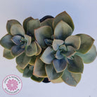 Echeveria Chroma