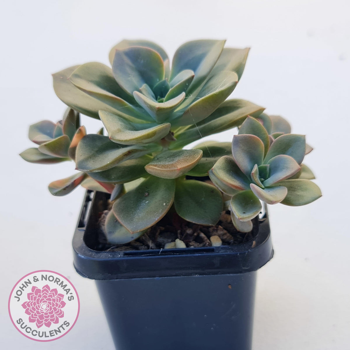 Echeveria Chroma