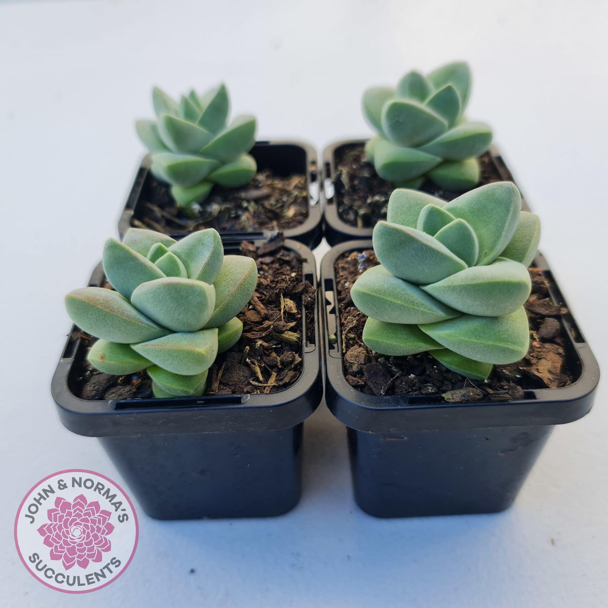 Crassula Moonglow