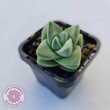 Load image into Gallery viewer, Crassula Moonglow - John &amp; Norma&#39;s Succulents
