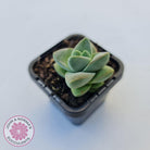 Crassula Moonglow
