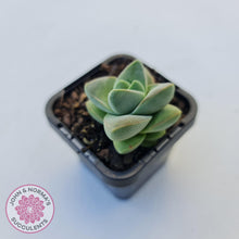 Load image into Gallery viewer, Crassula Moonglow - John &amp; Norma&#39;s Succulents
