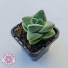 Crassula Moonglow