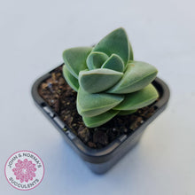 Load image into Gallery viewer, Crassula Moonglow - John &amp; Norma&#39;s Succulents
