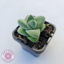 Load image into Gallery viewer, Crassula Moonglow - John &amp; Norma&#39;s Succulents
