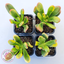 Load image into Gallery viewer, Crassula ovata Gollum - John &amp; Norma&#39;s Succulents
