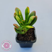 Load image into Gallery viewer, Crassula ovata Gollum - John &amp; Norma&#39;s Succulents
