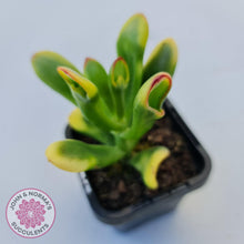 Load image into Gallery viewer, Crassula ovata Gollum - John &amp; Norma&#39;s Succulents
