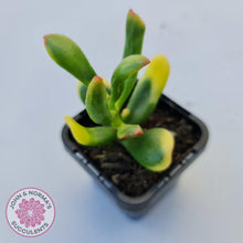 Load image into Gallery viewer, Crassula ovata Gollum - John &amp; Norma&#39;s Succulents
