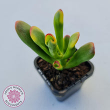 Load image into Gallery viewer, Crassula ovata Gollum - John &amp; Norma&#39;s Succulents
