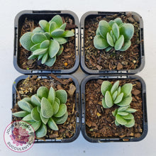 Load image into Gallery viewer, Crassula Tecta - John &amp; Norma&#39;s Succulents
