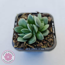 Load image into Gallery viewer, Crassula Tecta - John &amp; Norma&#39;s Succulents
