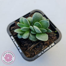 Load image into Gallery viewer, Crassula Tecta - John &amp; Norma&#39;s Succulents
