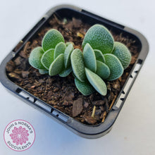 Load image into Gallery viewer, Crassula Tecta - John &amp; Norma&#39;s Succulents
