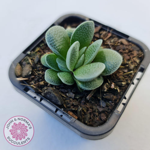 Crassula Tecta - John & Norma's Succulents