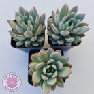 Echeveria Shanghai Lady
