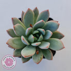 Echeveria Shanghai Lady