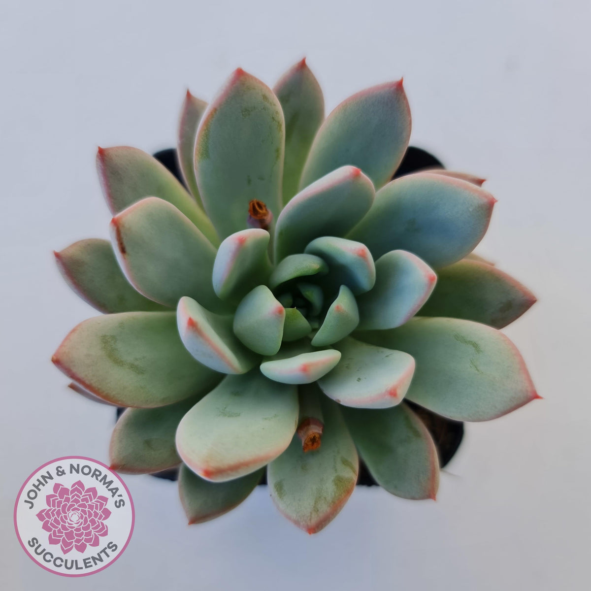 Echeveria Shanghai Lady