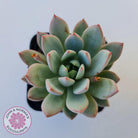 Echeveria Shanghai Lady