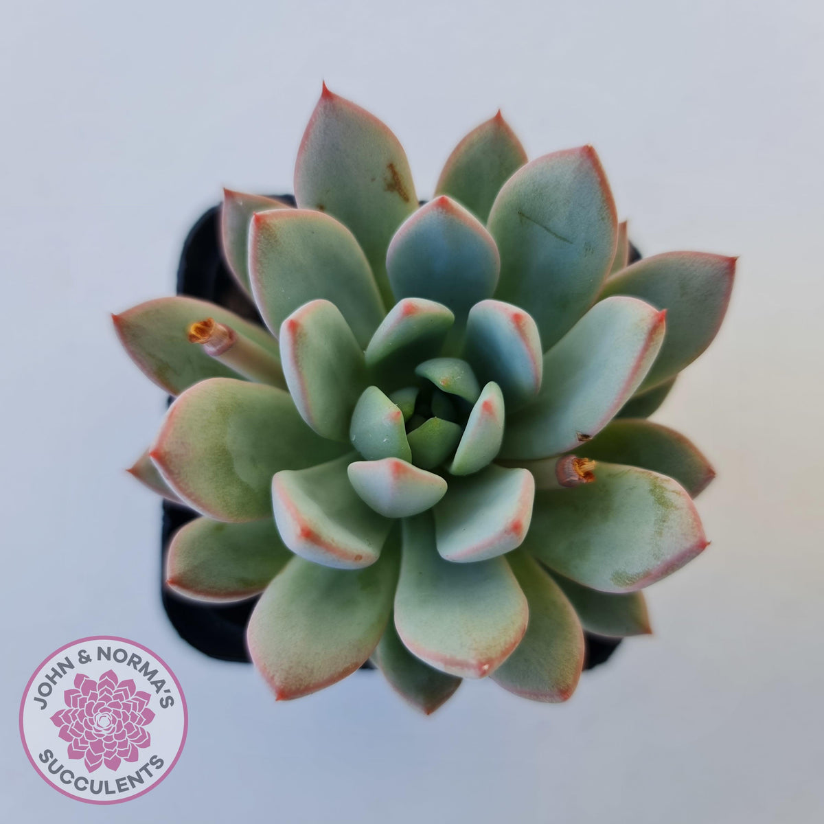 Echeveria Shanghai Lady