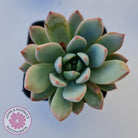 Echeveria Shanghai Lady
